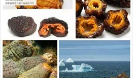 海参爆料原神视频大全,原神视频大全深度解析